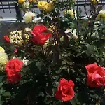 Διαμέρισμα Luxury Amalfi 300 M From The *